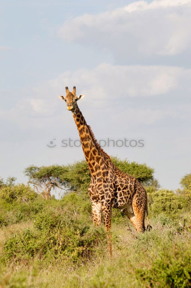 giraffes Safari Nature