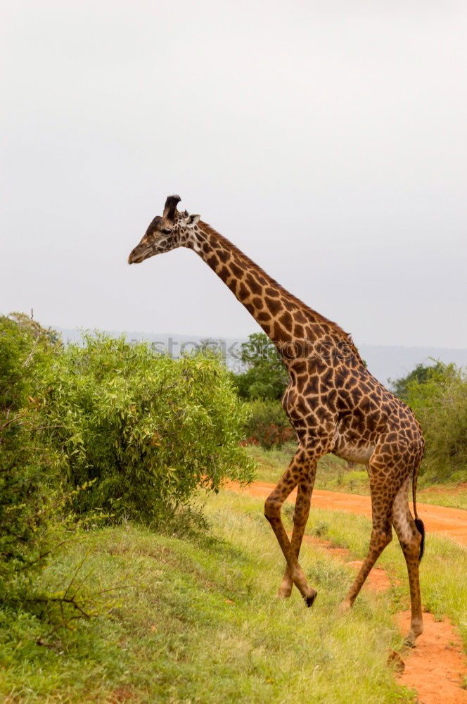 Similar – safari giraffe