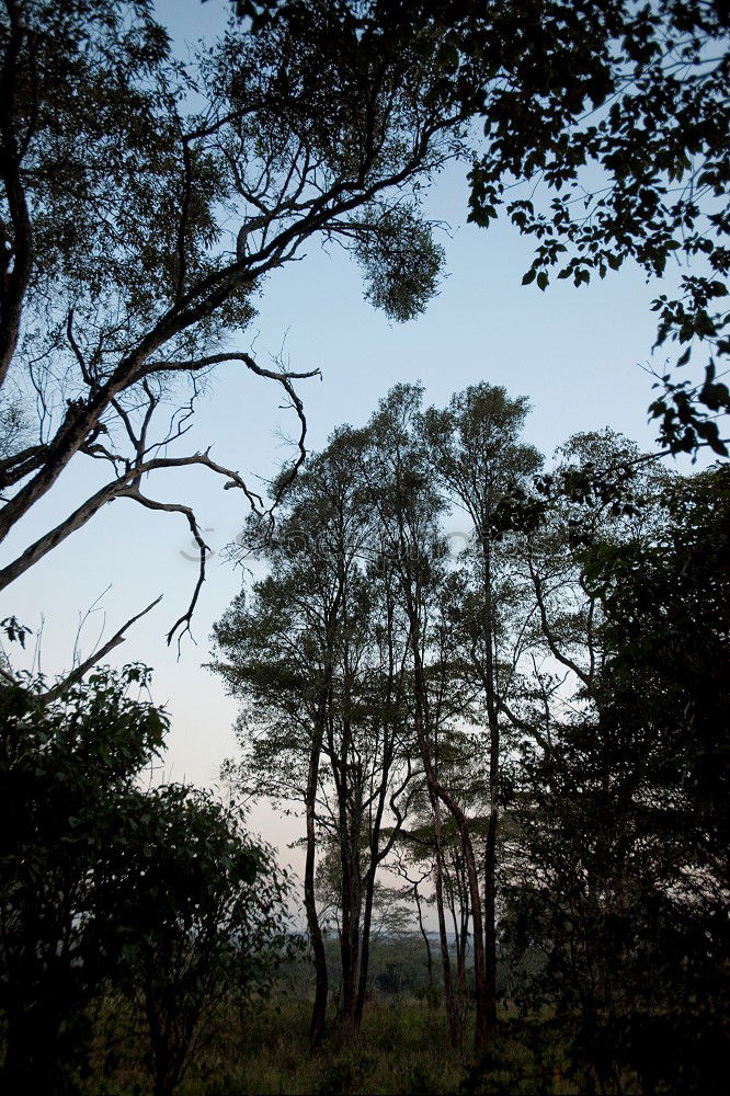 Similar – pinaceae II Tree Forest