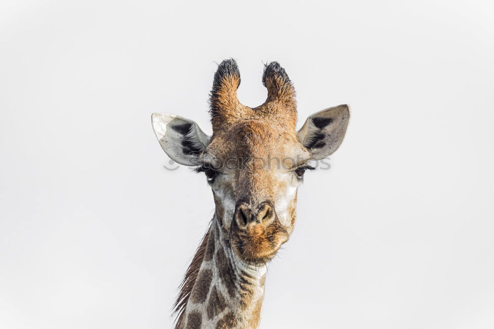 Similar – Image, Stock Photo Giraffe head Body Safari