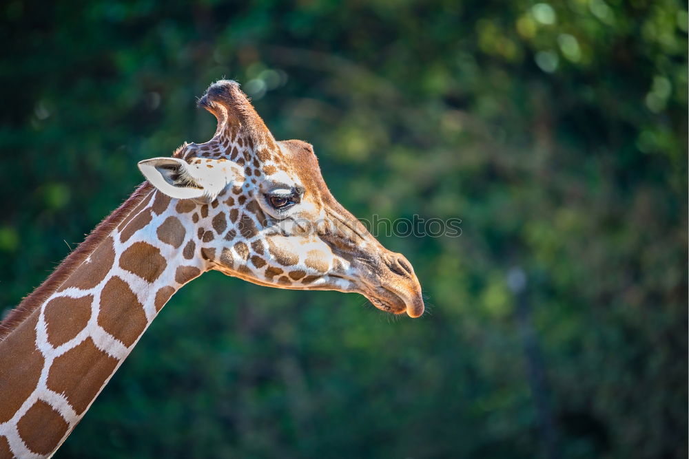 Similar – Image, Stock Photo Giraffe head Body Safari