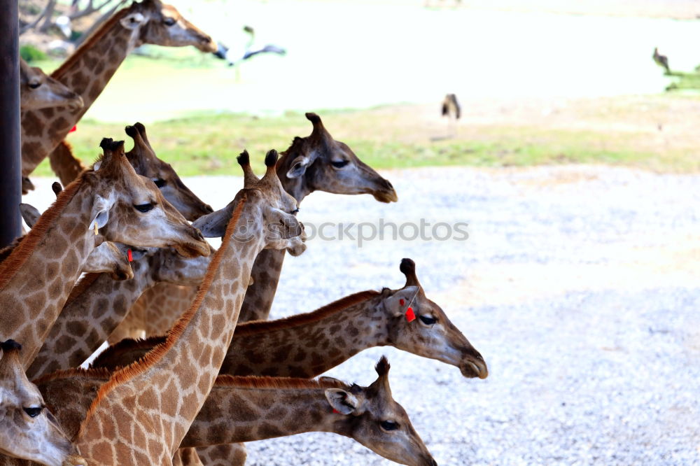 Similar – Image, Stock Photo graces Animal Wild animal