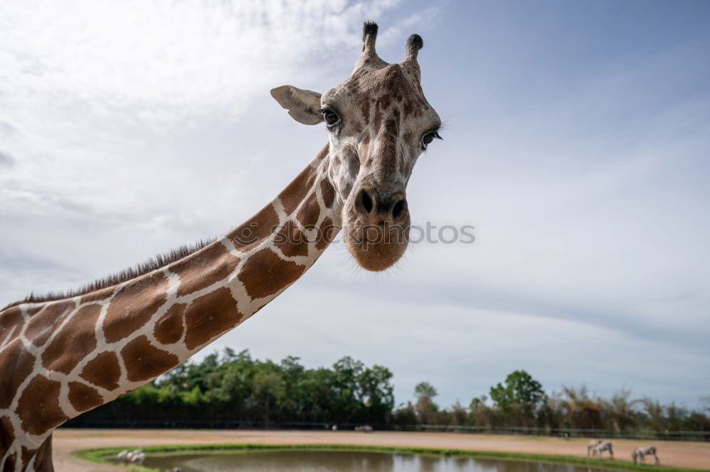 Similar – Image, Stock Photo Giraffe head Body Safari