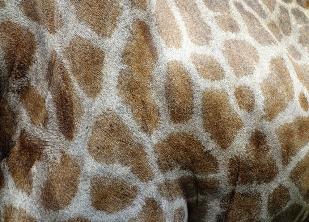 Similar – Sofa? Giraffe