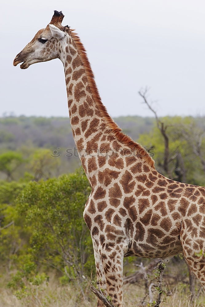 Similar – giraffe Animal Wild animal