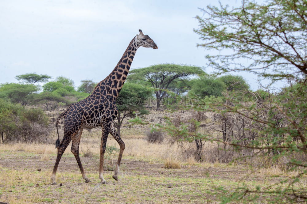 giraffe Safari Wild animal