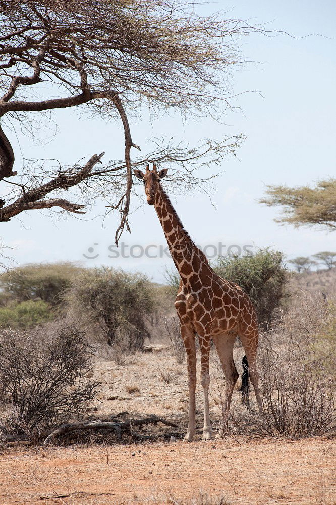 Similar – giraffe Safari Wild animal