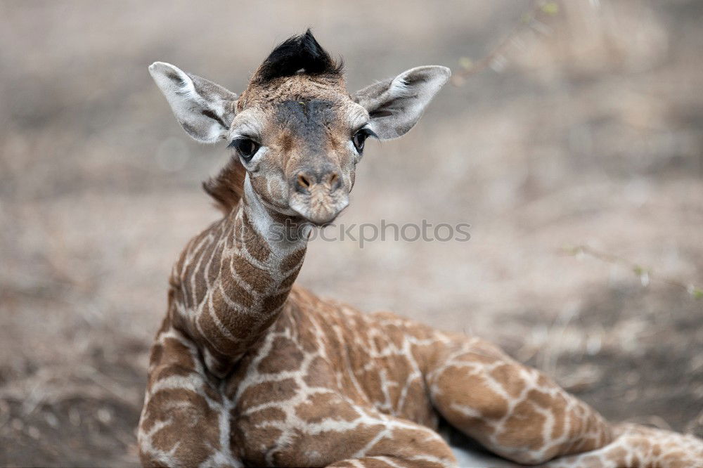 Similar – Image, Stock Photo ? Animal Zoo Giraffe 1