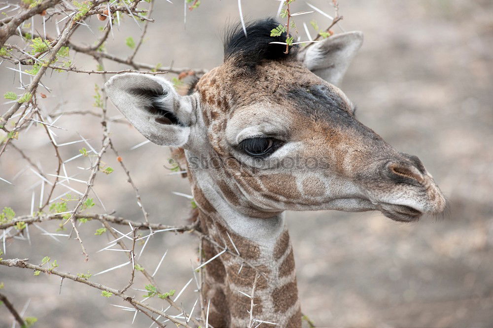 Similar – Image, Stock Photo ? Animal Zoo Giraffe 1