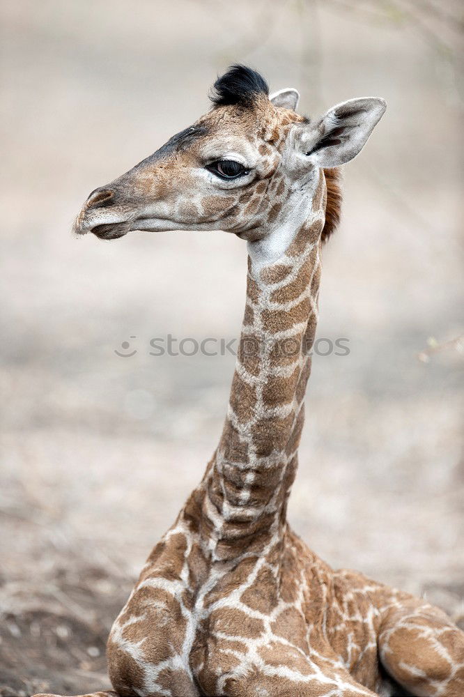 Similar – Foto Bild so nen Haaaals Zoo Safari