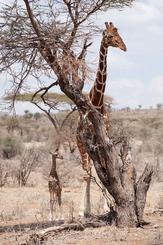 Similar – giraffe Safari Wild animal