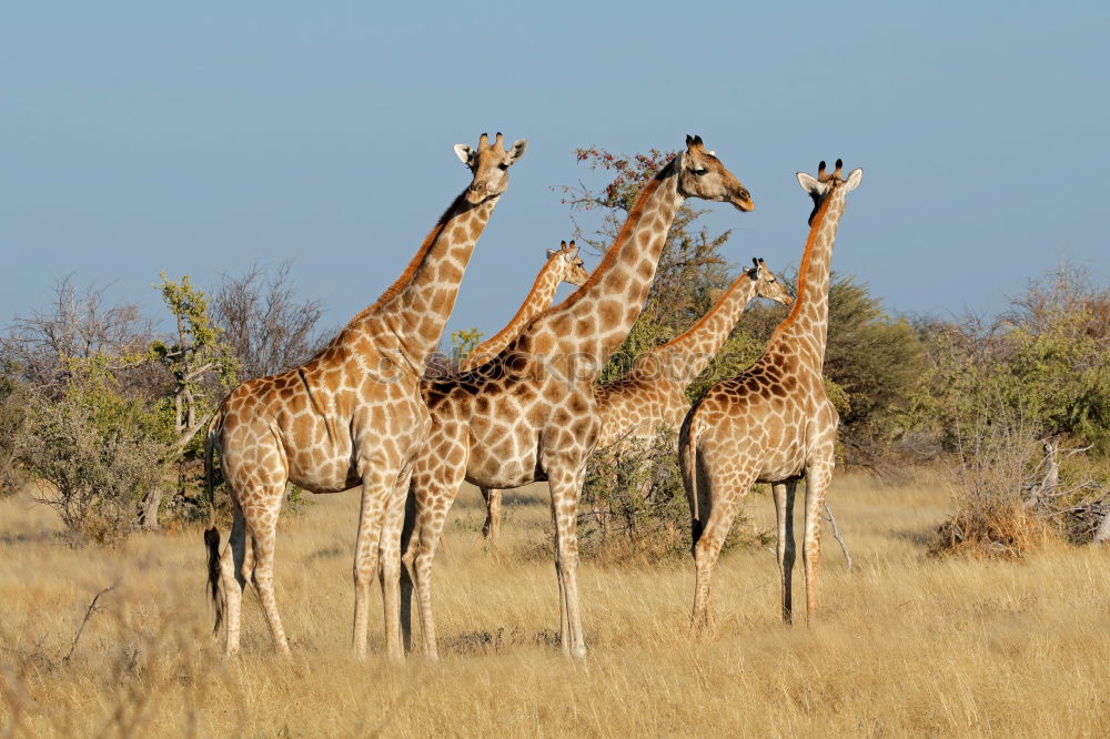 Similar – giraffe family Namibia