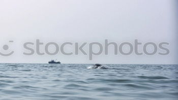 Similar – Für dich solln bunte Boote fahrn