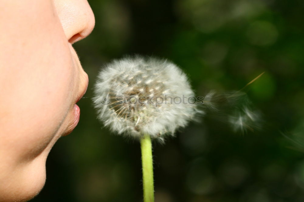 Similar – Image, Stock Photo bouquet Harmonious