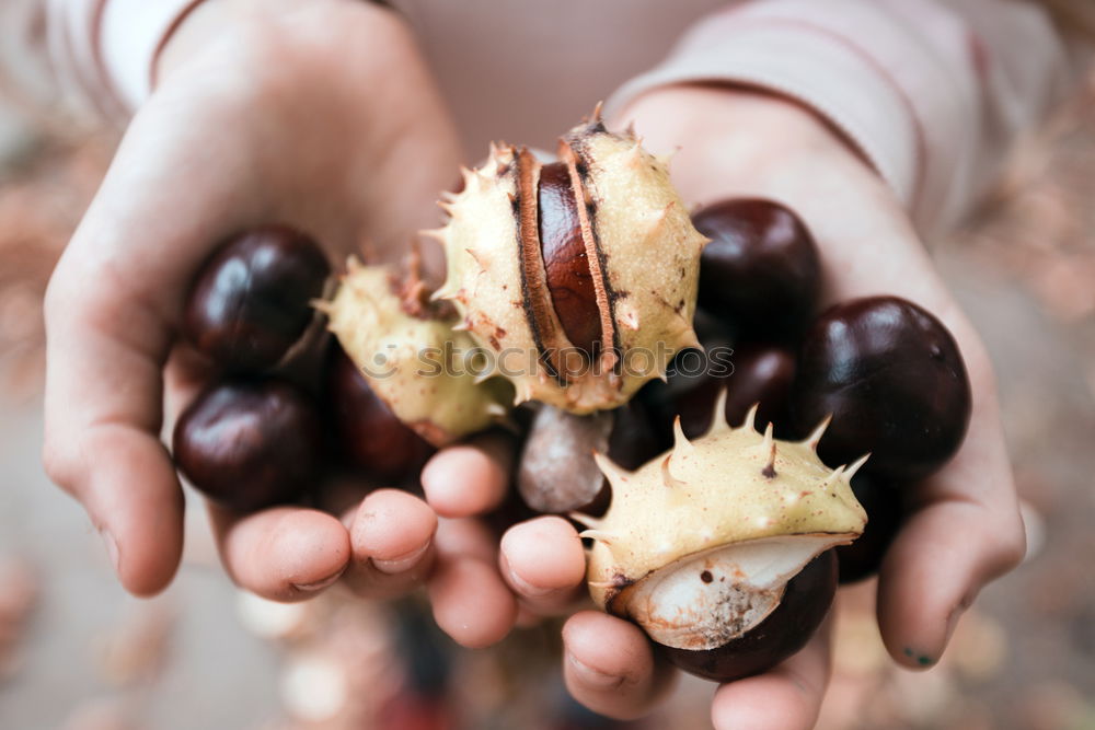 Similar – Image, Stock Photo chestnut gatherer Child