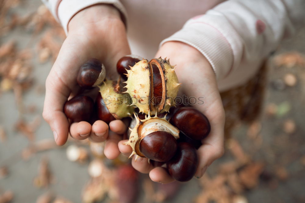 Similar – Image, Stock Photo chestnut gatherer Child