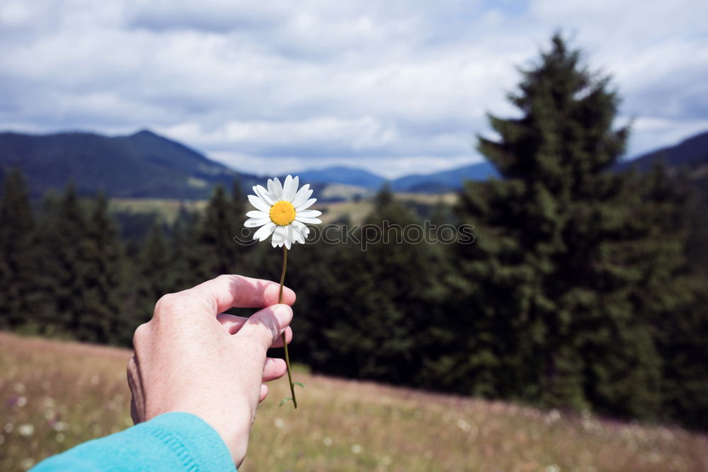 Similar – Image, Stock Photo Wild Strawberries Fruit