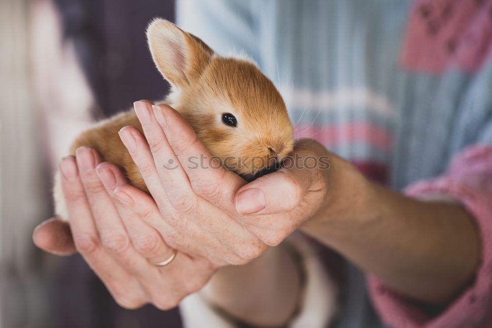 Girl cuddles with rabbit