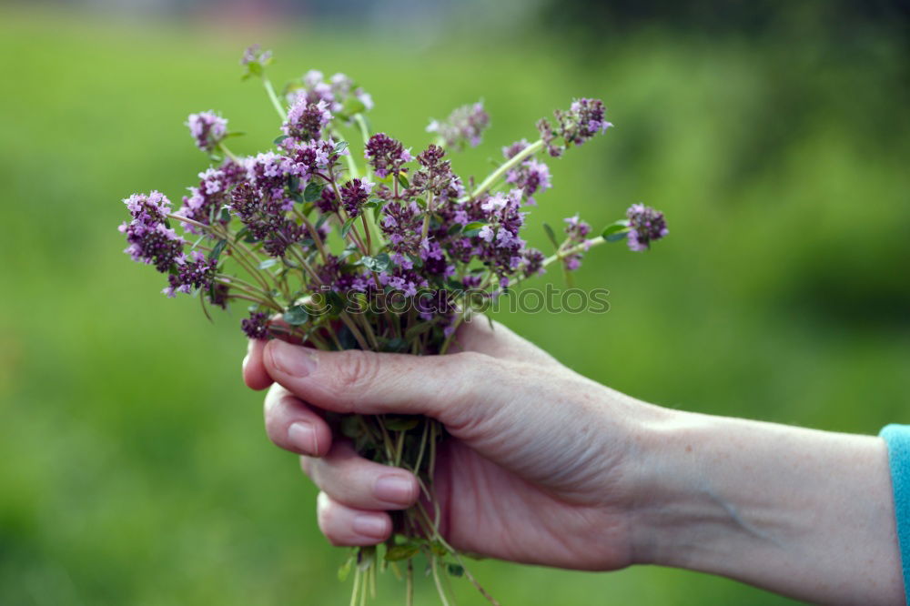 Similar – Image, Stock Photo Fulfilling Colour photo