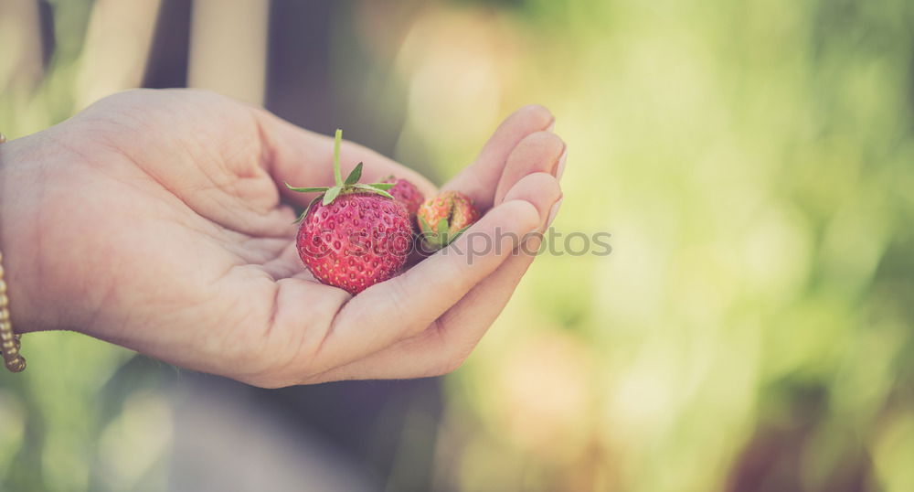 Similar – Image, Stock Photo rose hips Food