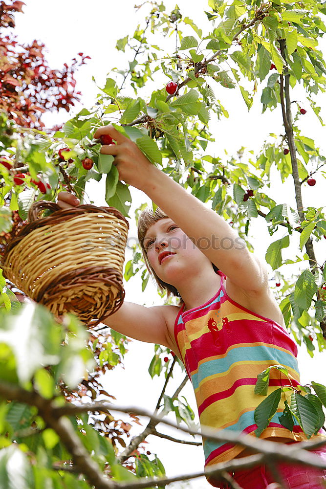 Similar – Image, Stock Photo basket Basket Maize field