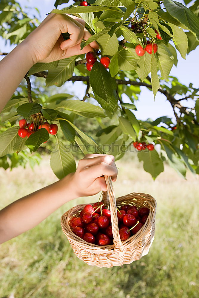 Similar – Picking rosehip Fruit