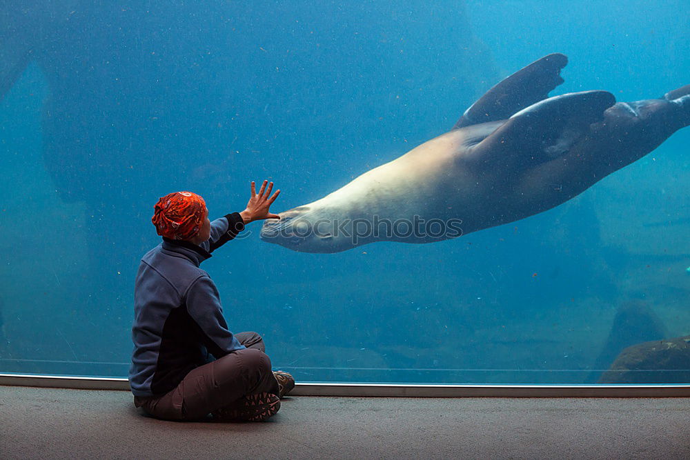 Similar – Image, Stock Photo Animal Encounter