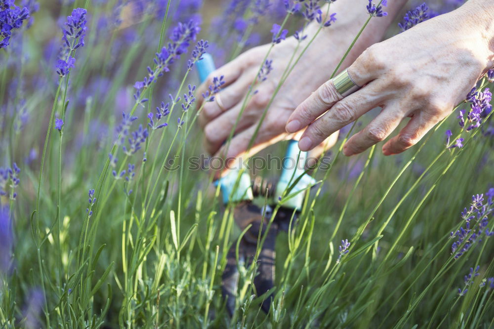 Similar – Image, Stock Photo Purple break Environment