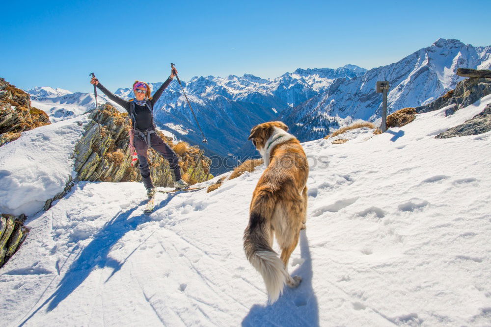 Gipfelstürmerwauwau Hund