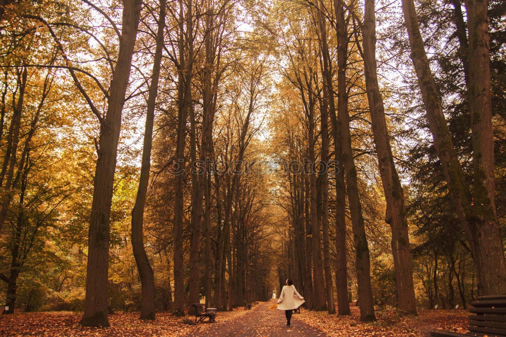 Similar – Image, Stock Photo Hoh Rainforest Olympic National Park