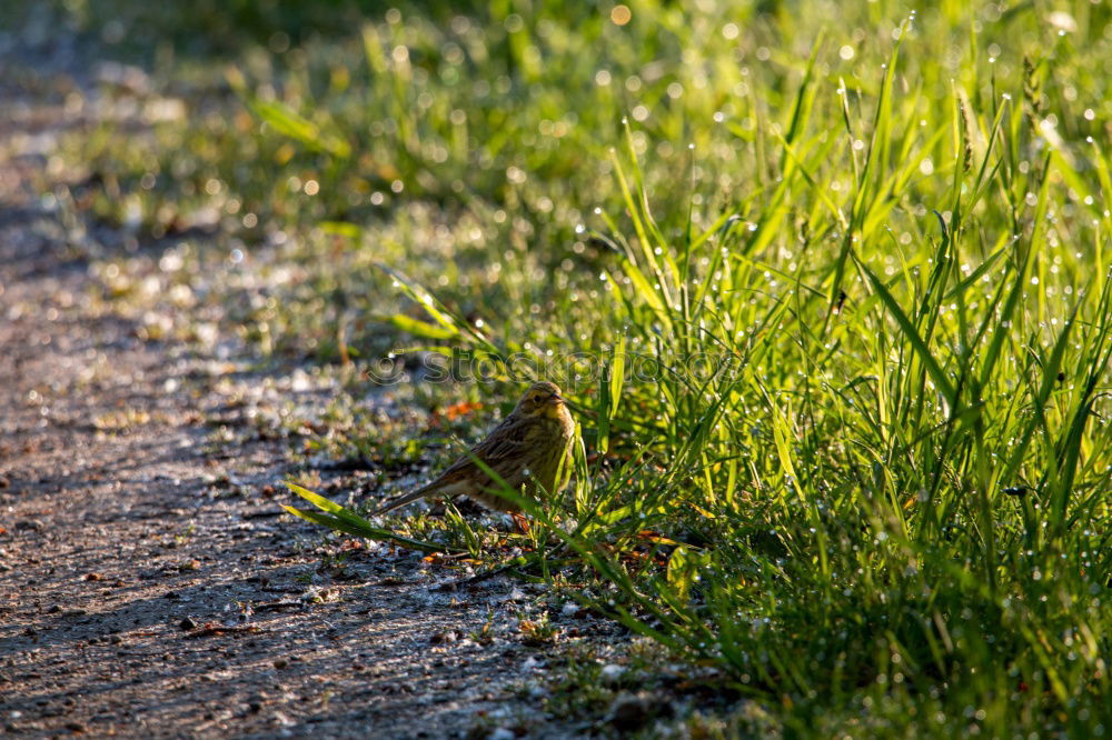 Similar – the late bird … Grass