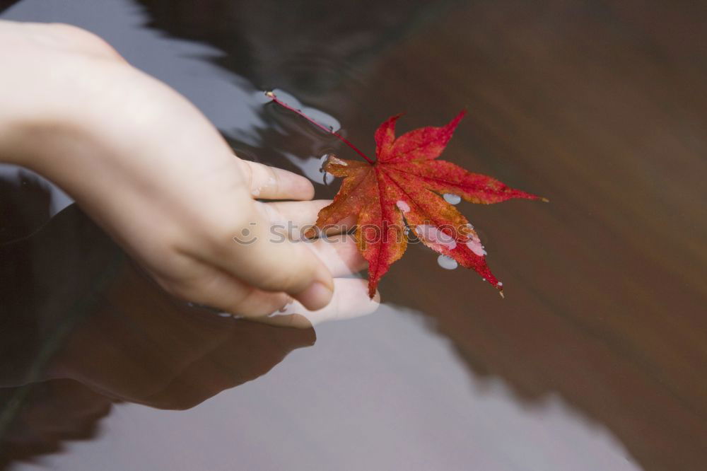 Foto Bild Vergänglichkeit. Hand