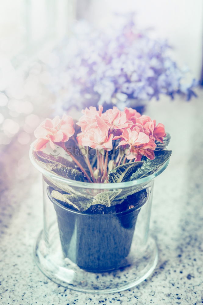 Similar – Striped primrose flowers in a flower pot