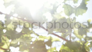 Similar – Beech leaves in warm October light