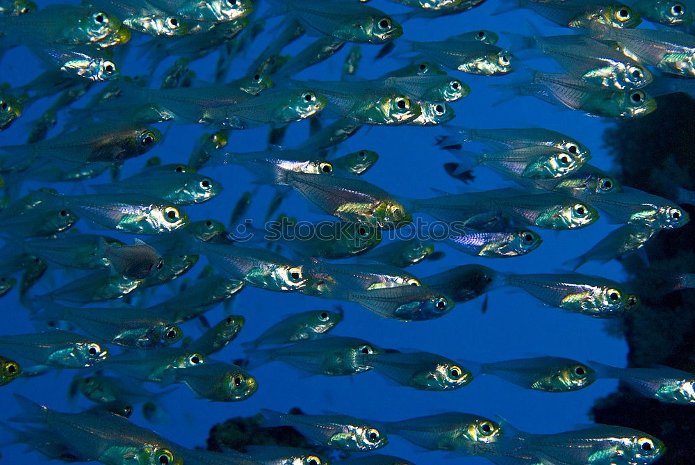 Similar – Image, Stock Photo o2 Dive Air Water Ocean