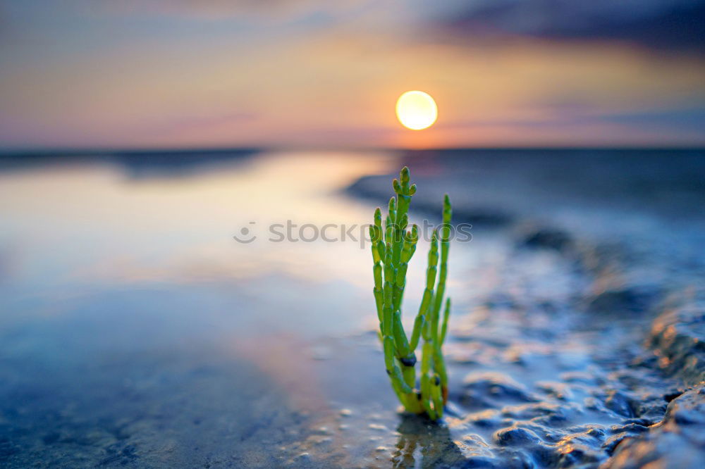 Similar – Image, Stock Photo sand growth Moody Green