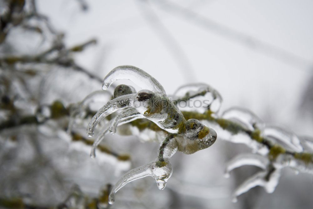 Similar – Foto Bild Schneeröschen Natur