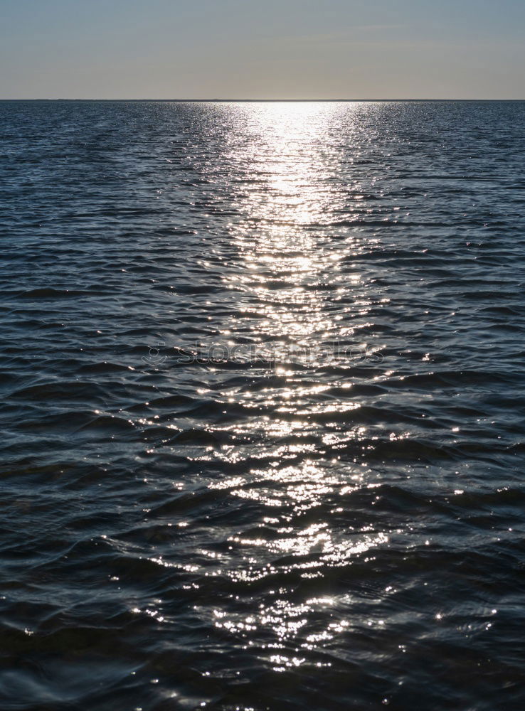 Similar – Delta de l’Ebre Flamingo