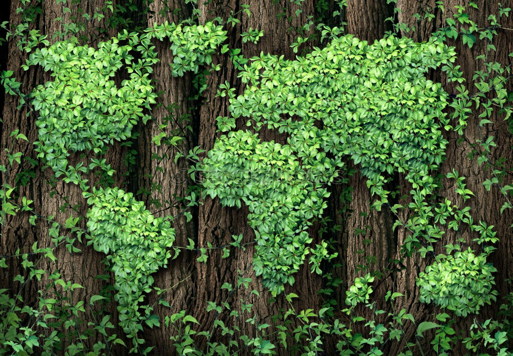 Similar – Image, Stock Photo fresh green fern leaf grows on a wooden bridge