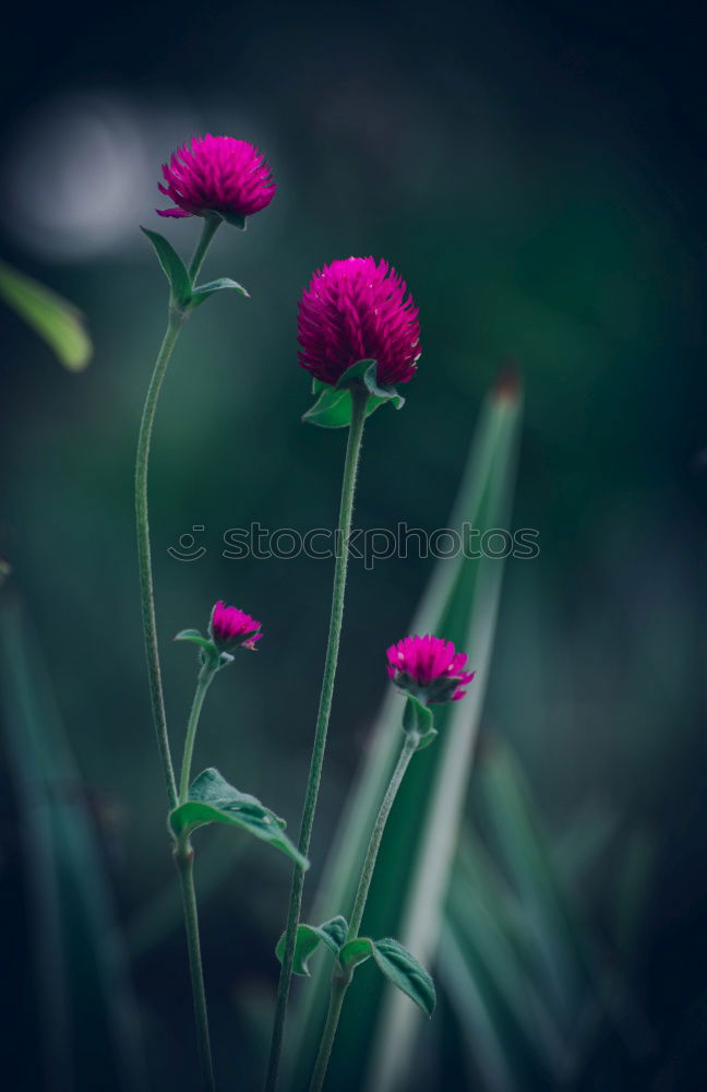 Similar – Image, Stock Photo Purple wildflower