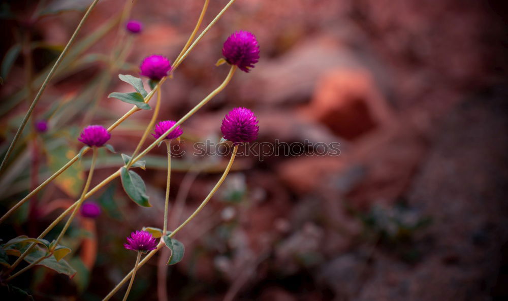 Similar – Image, Stock Photo Desert Sand Beautiful