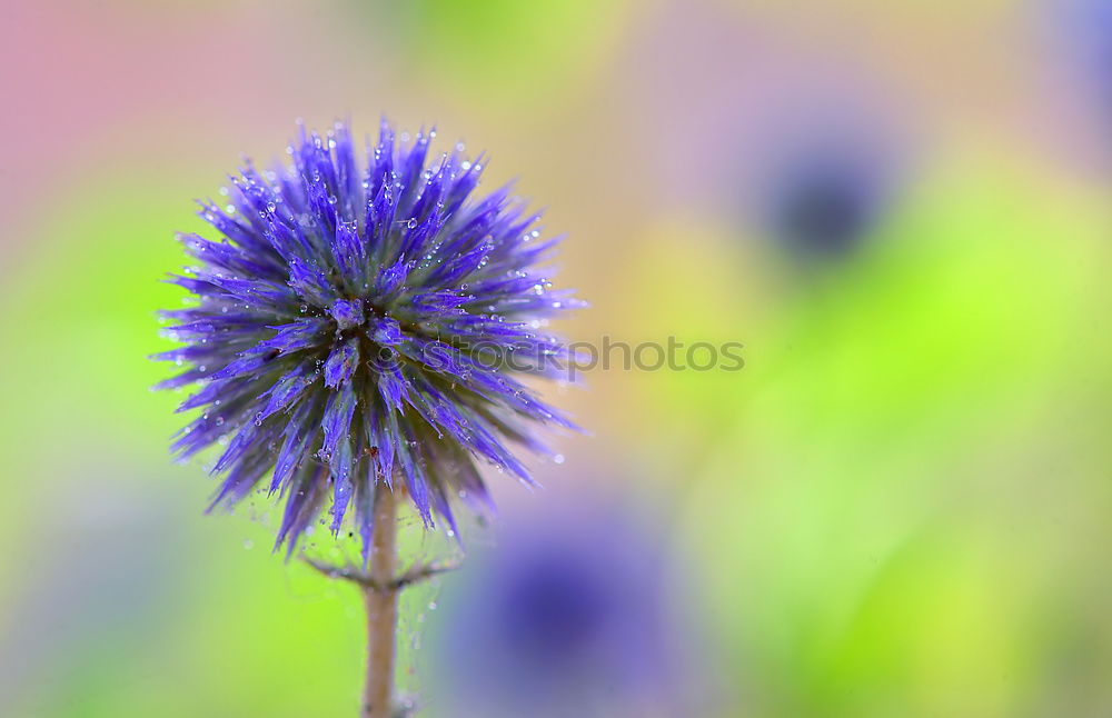 Similar – Planète bleue Plant