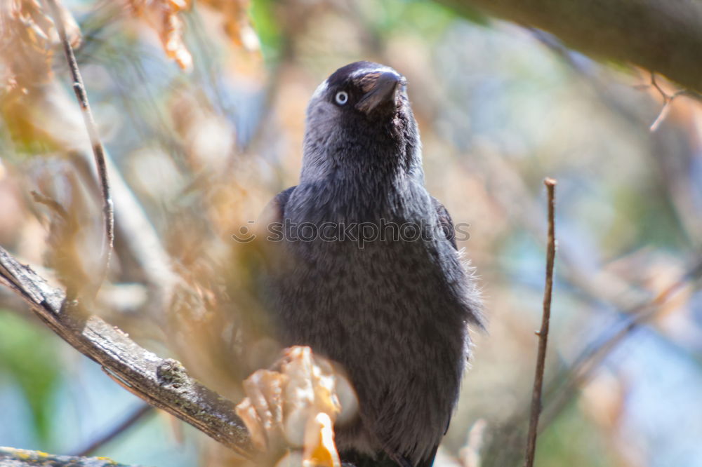 Similar – Raven Crow Fog Crow (Corvus corone cornix)