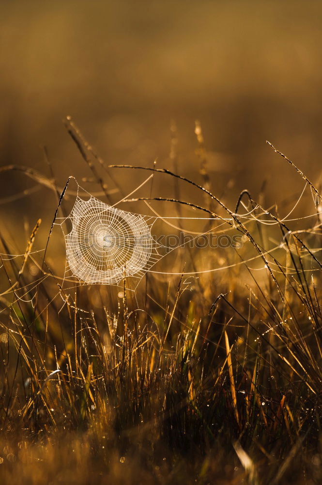 Similar – Fields of Gold Feld Ähren