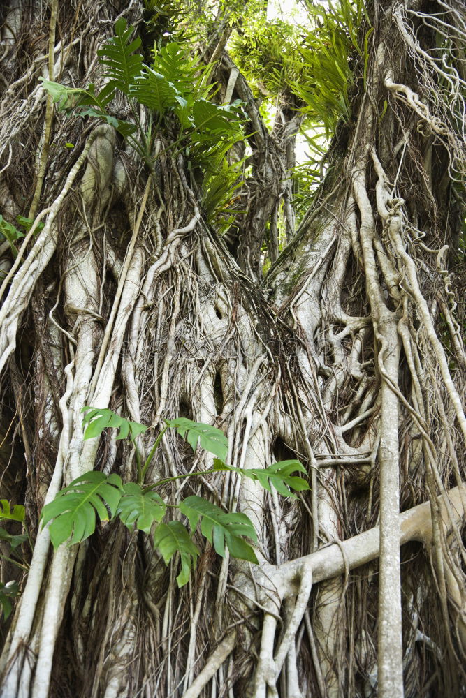 Similar – Australia Tree Growth