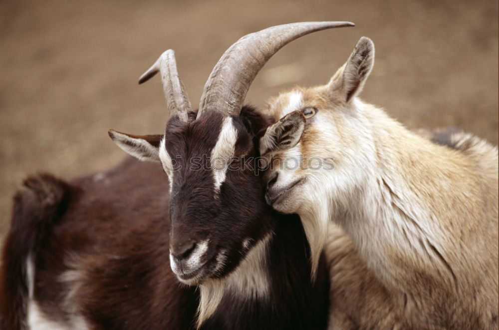 Similar – Image, Stock Photo sheep family Nature Animal