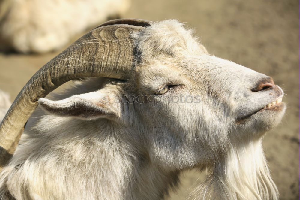 ram Vacation & Travel Zoo