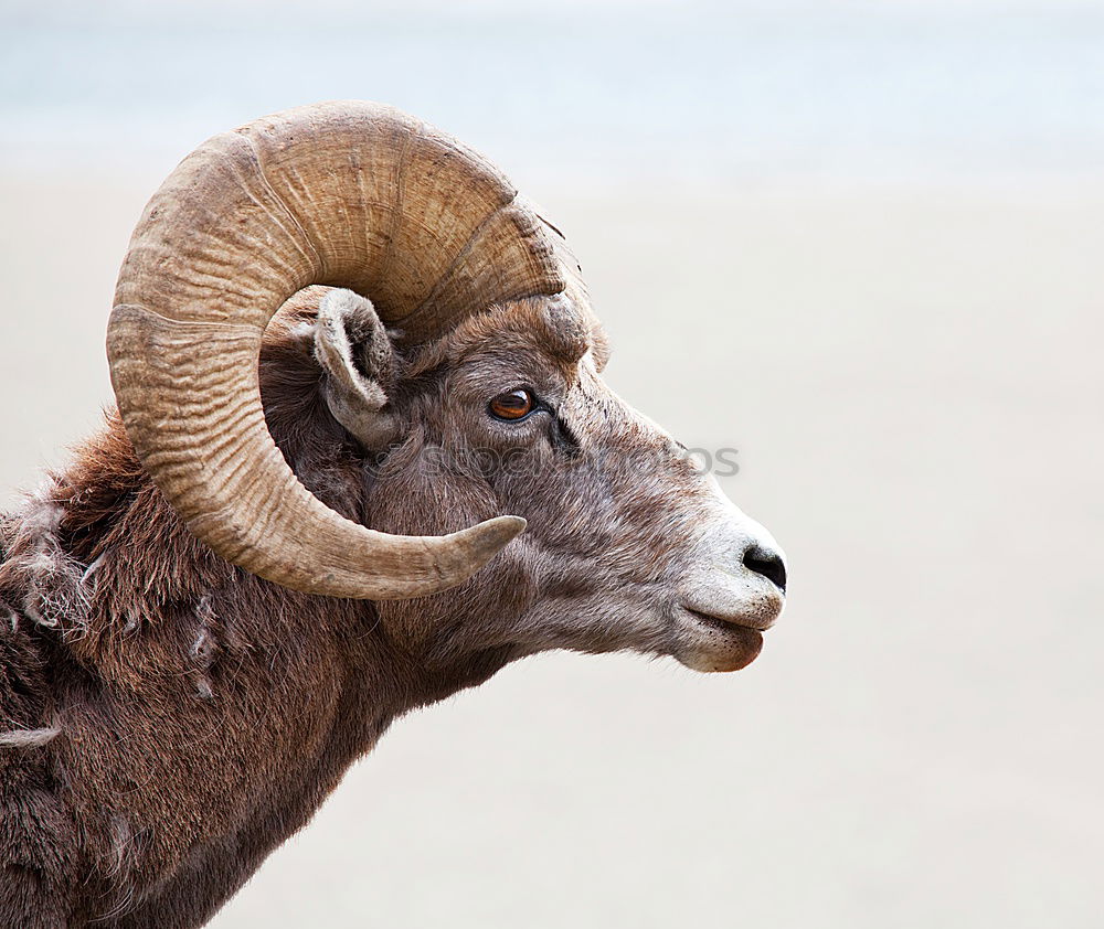 Similar – Image, Stock Photo Bock on Rügen Nature