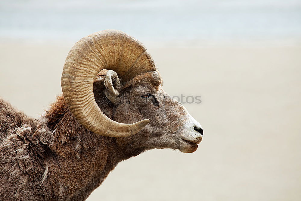 Similar – Image, Stock Photo Bock on Rügen Nature