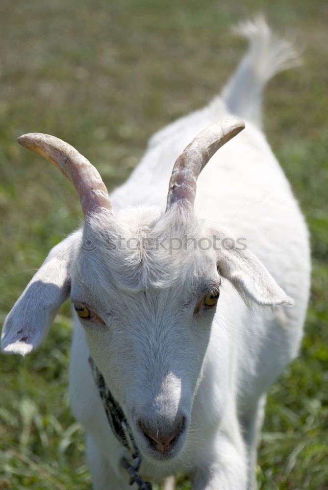 Similar – Stroke me! White Goats